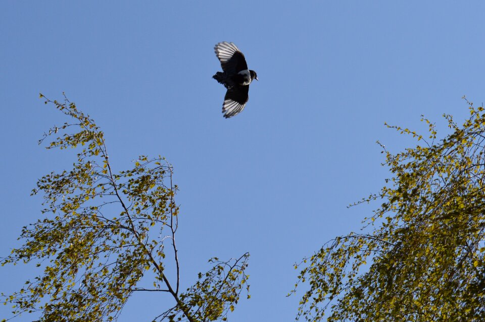 Bird raven bird blue sky