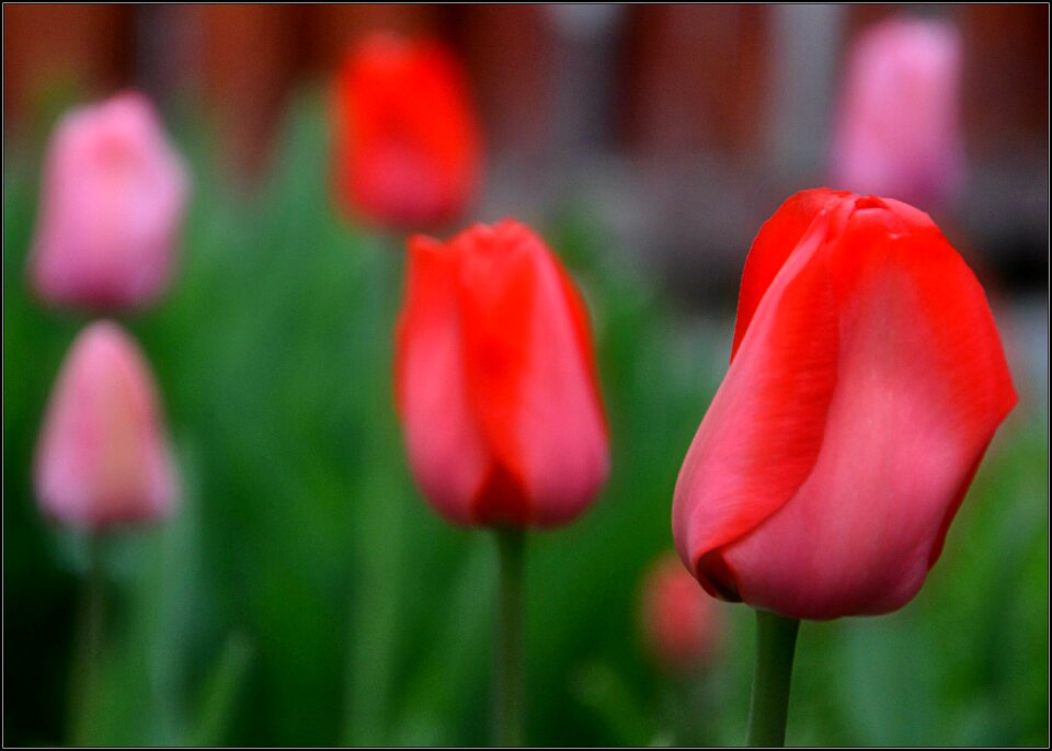 Tulips spring flowers