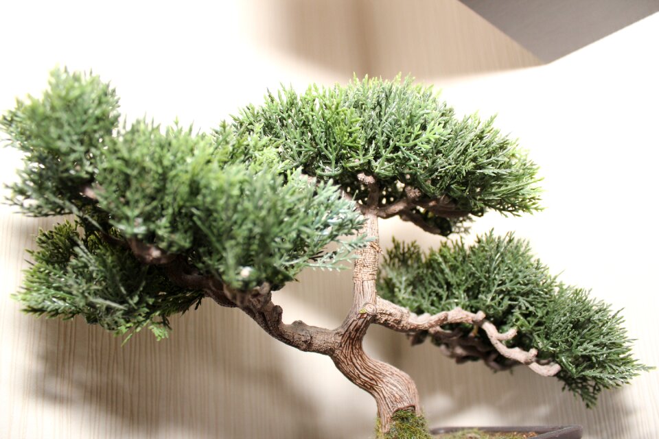 Small bäumchen ornamental plant