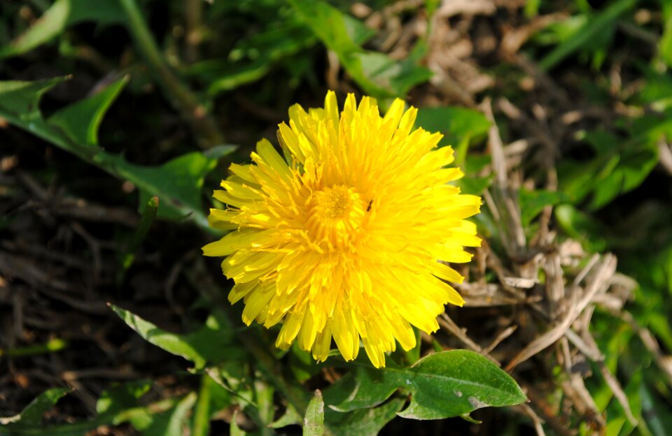 Plant blossom bloom
