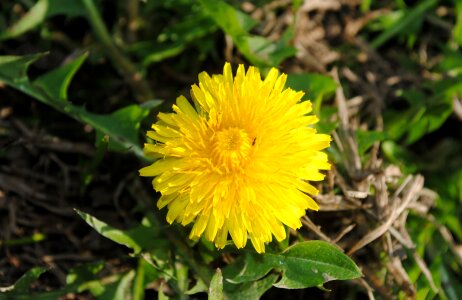 Plant blossom bloom photo