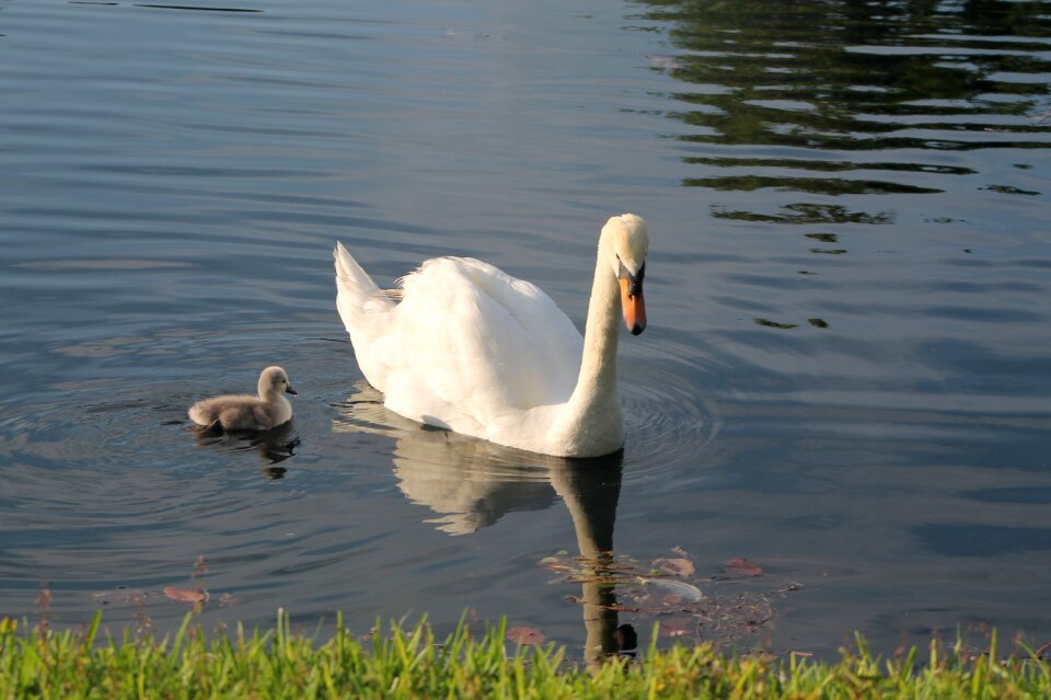Natural bird water