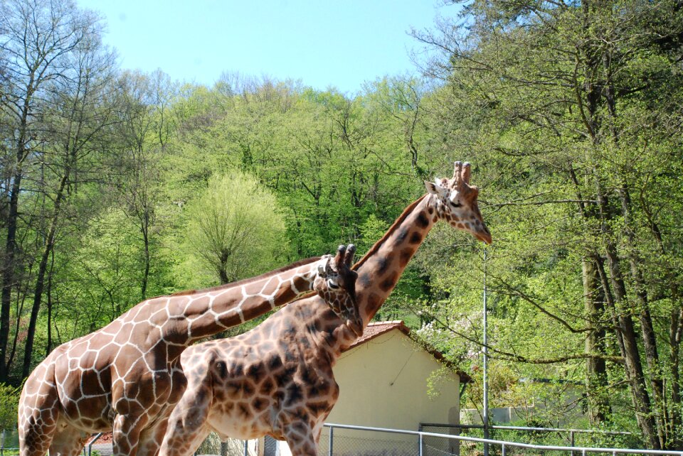 Mammal neck africa