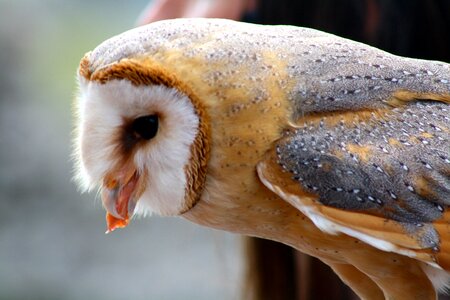 Owl feeding bird of prey eating