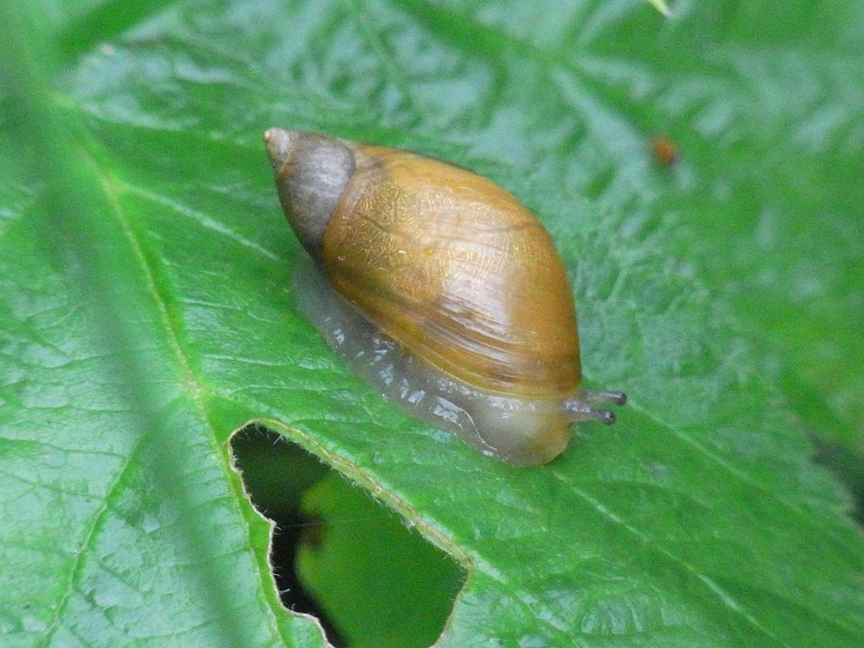 Nature invertebrates mollusk