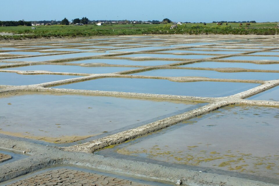 Salt marshes noirmoutier salt