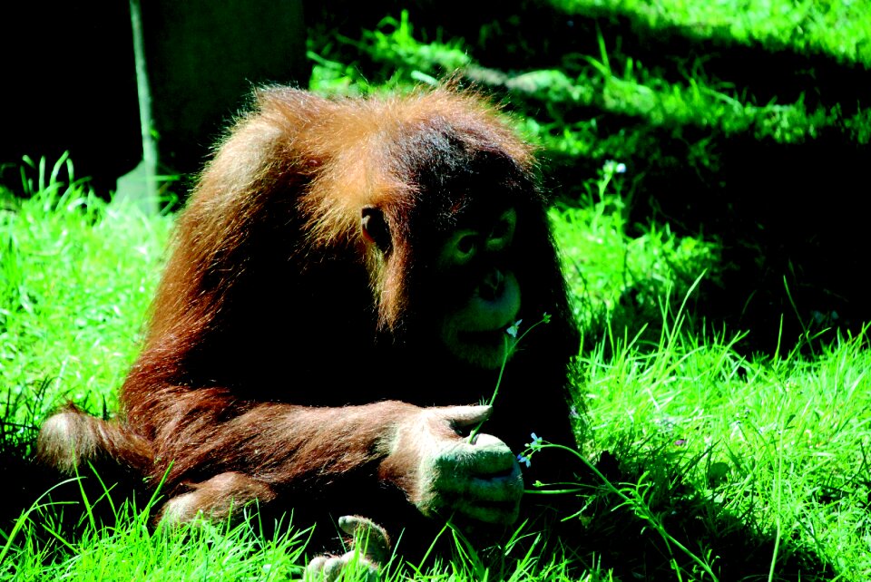 Animal portrait animal world mammal