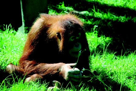 Animal portrait animal world mammal
