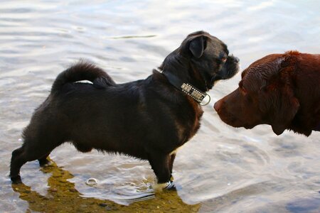 Dogs pug german-shorthair photo