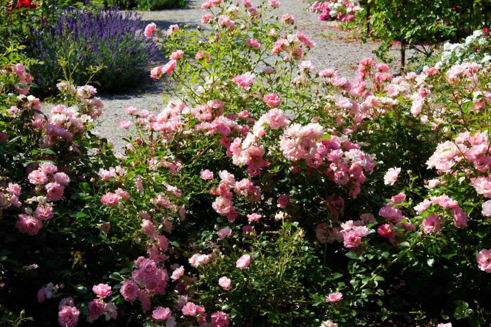 Romantic blossom nature