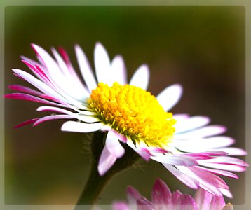 Daisy flower spring photo