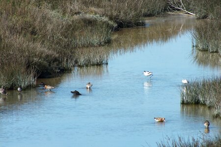 Birds water pond