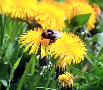 Taraxacum sect ruderalia weed pointed flower photo