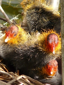 Fluffy fluff coot