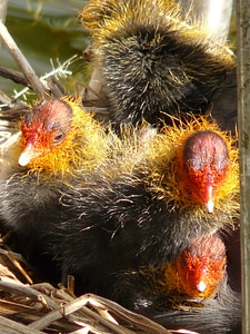 Fluffy fluff coot photo