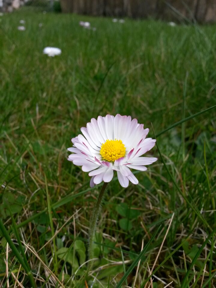 Flower white daisy