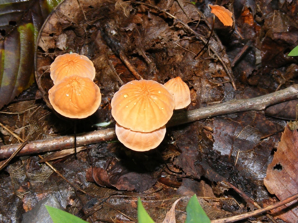 Leaves fungus toadstool