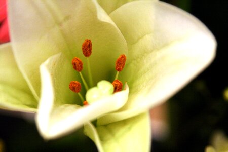 Lily flower decoration ikebana photo