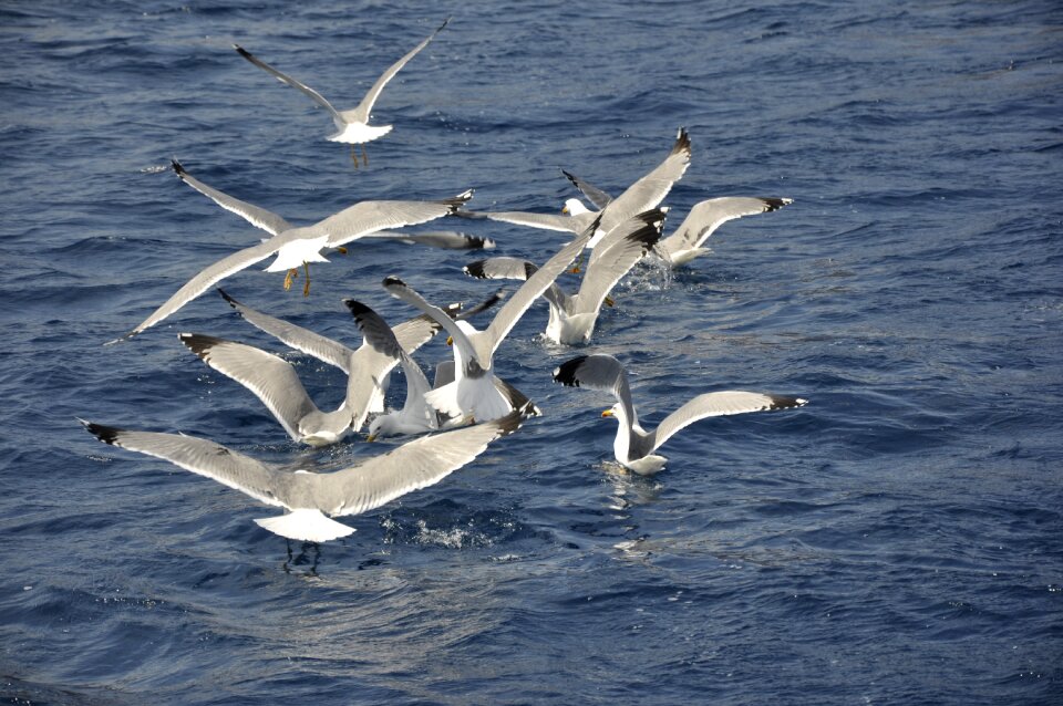 Sea animal freedom