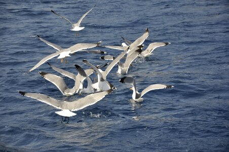 Sea animal freedom
