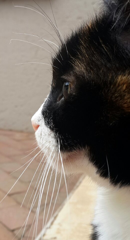Kitty feline looking
