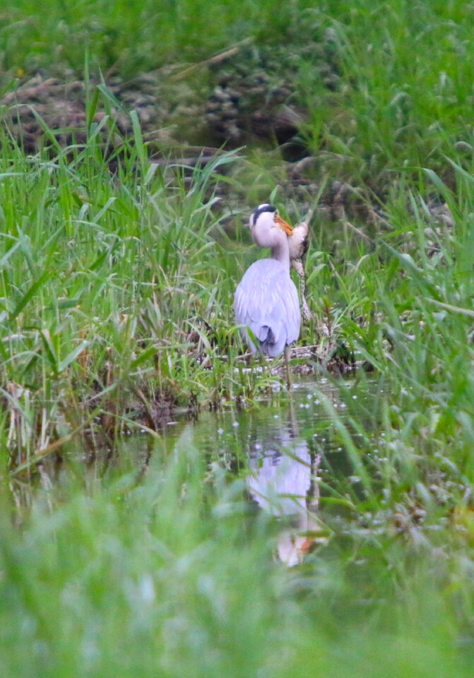 Grey heron frog meal