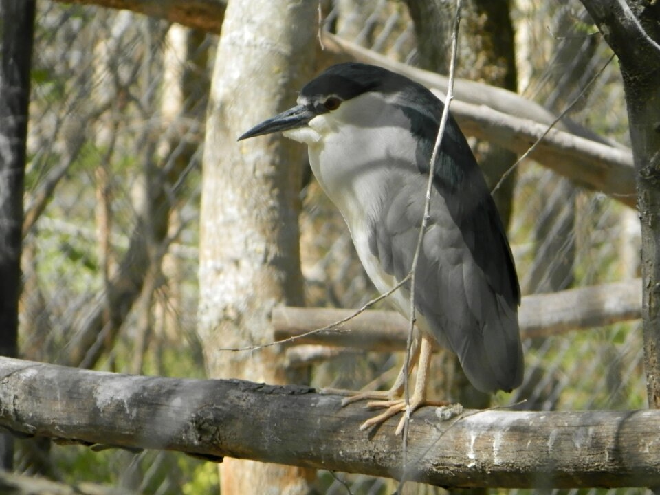 Night heron bird zoo