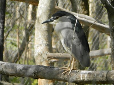 Night heron bird zoo photo