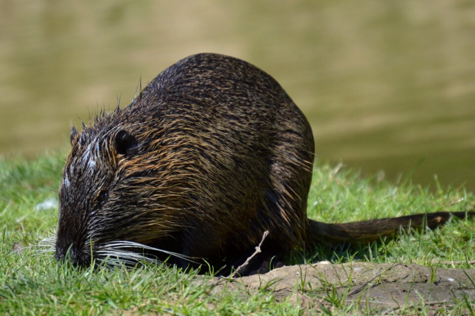 Water animals nature