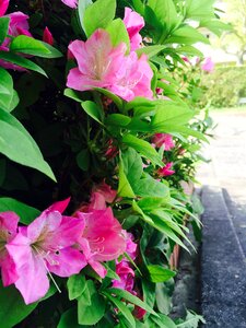 Garden azalea spring