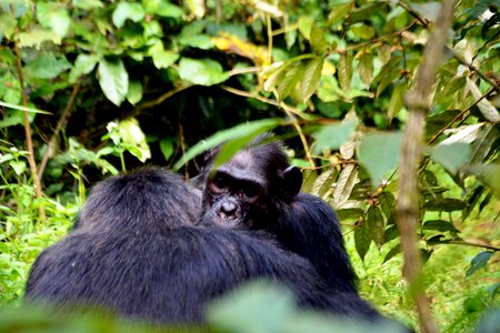 Chimps wildlife