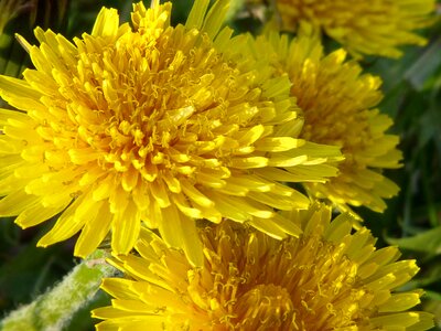 Nature yellow yellow flower photo