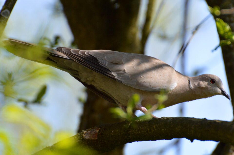 Sunny nature plumage