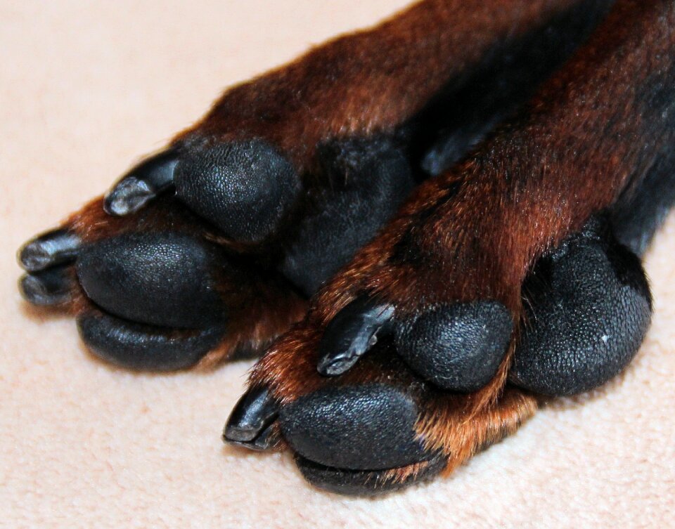 Striezel pet hundesport