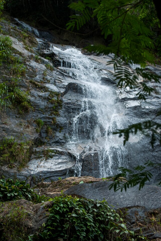 Forest tijuca rio de janeiro
