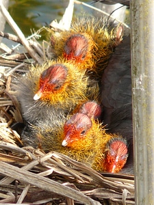 Fluffy fluff coot photo