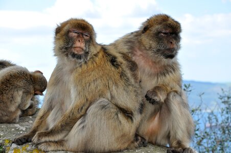 Mammal nature gibraltar