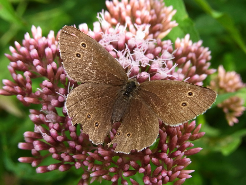 Insect animal nature