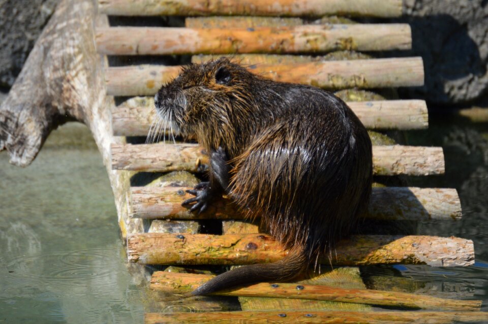 Water animals nature