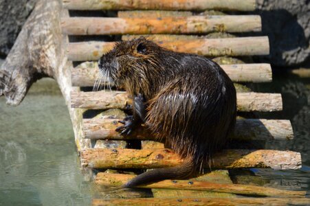 Water animals nature