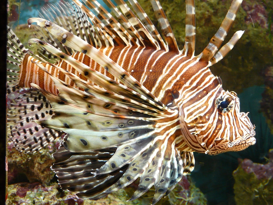 Pterois volitans pteroinae pteroini