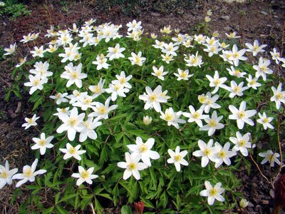 Flowers several many
