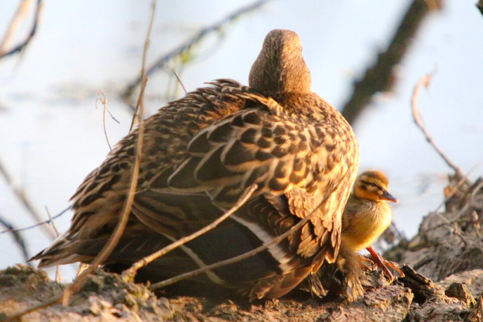 Mallard young animal young