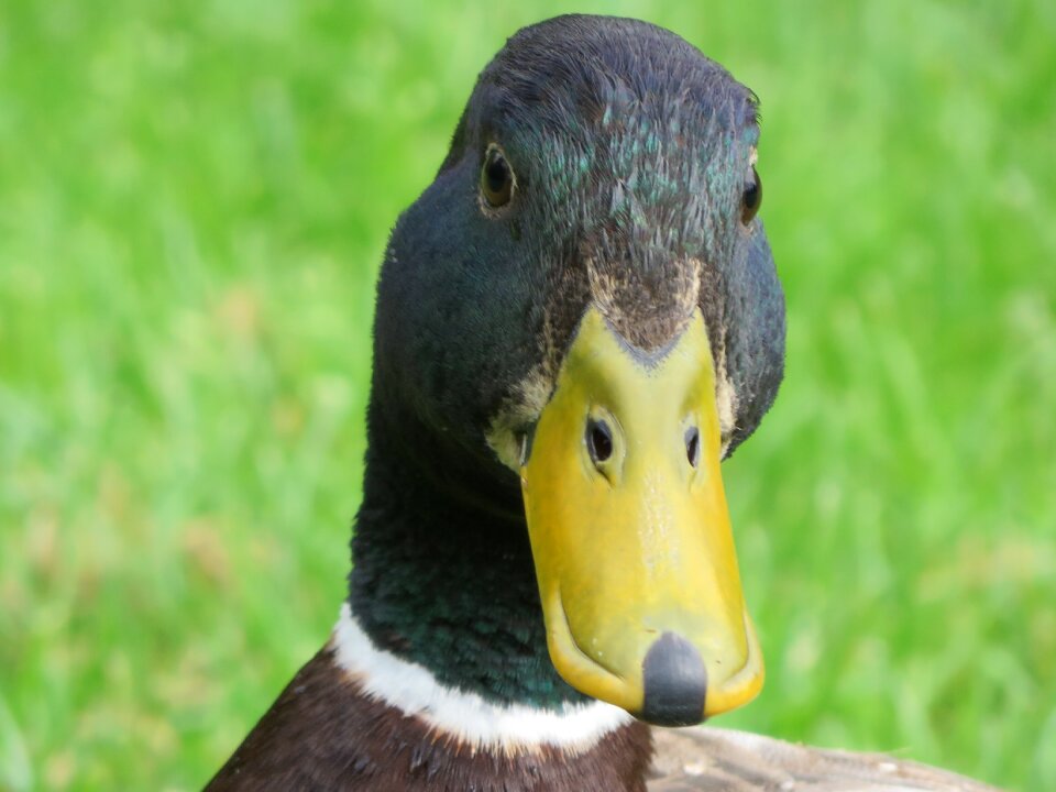Duck animal bird