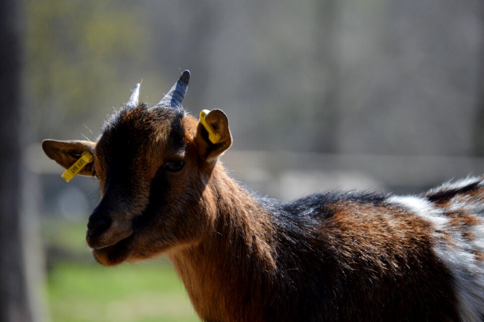 Nature cute wildpark poing