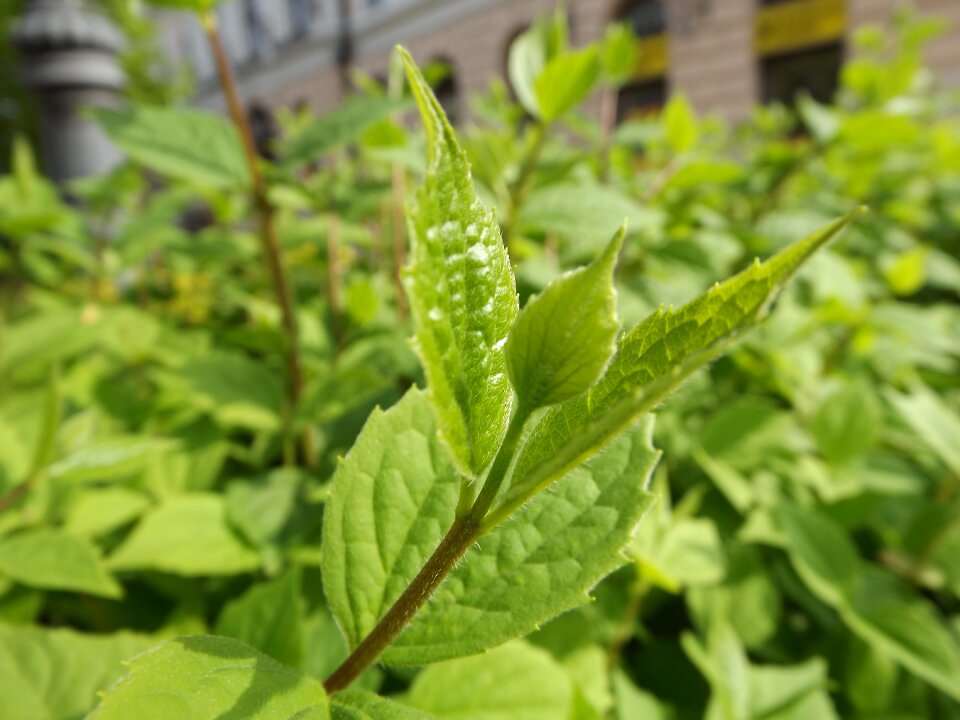 Bush macro debrecen hungary