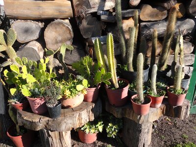 Cactus mexico plants