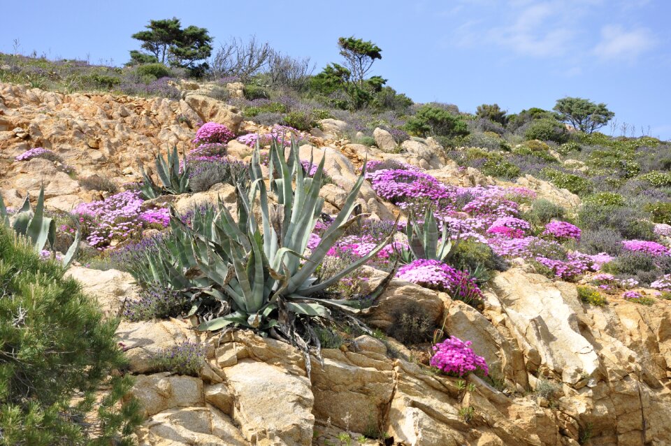Nature holiday calvi