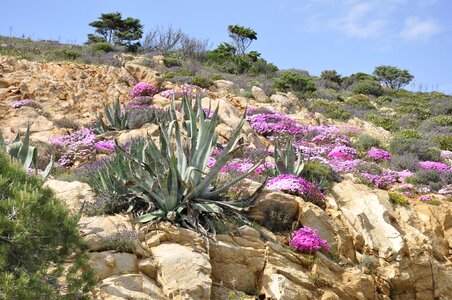 Nature holiday calvi