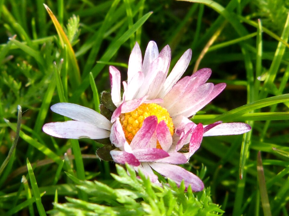 Spring grass bloom